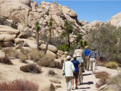 Birding at Joshua Tree